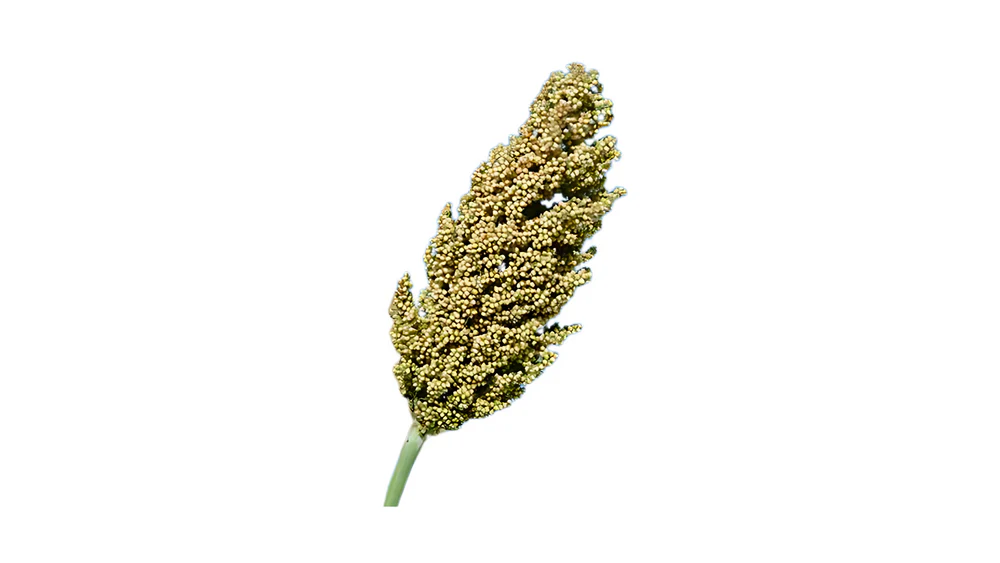 Jowar
